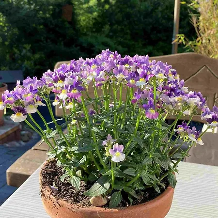 Hoeperhof アパート