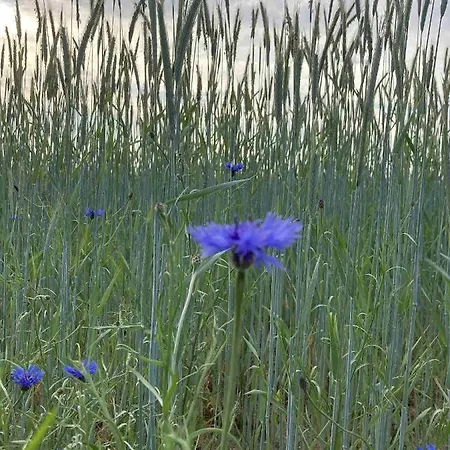 アパート Hoeperhof *