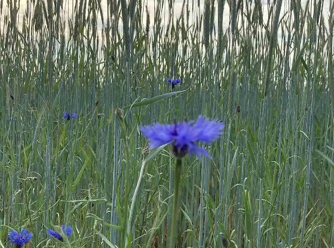 Apartment Hoeperhof *